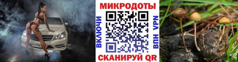Купить где  Чекалин  Псилоцибиновые грибы GOLDEN TEACHER 